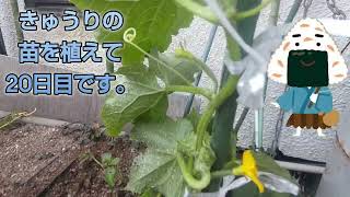 きゅうりの苗を植えて20日目になりました。【福朗学校 野菜栽培学 きゅうり栽培】 [upl. by Ocsinarf88]