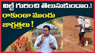 chilli మిరప లో Wilt విల్ట్ ను నివారించడం ఎలా ముందు జాగ్రత్త స్ప్రే How to control fusarium [upl. by Rhines]