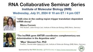 RNA Collaborative Seminar IMB July 31 2024 [upl. by Eniamrej]