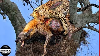 La Hiena Sube Al Árbol Para Robar La Presa Del Leopardo Y El Trágico Final Del Ladrón [upl. by Iliram428]