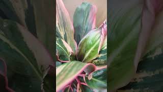 Dracaena plant। viralshort ytshorts [upl. by Gil]