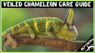 Veiled Chameleon Care Guide For Chameleon Pet Owners [upl. by Ewald31]