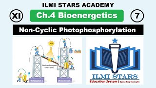 Cyclic and Noncyclic photophosphorylation  Photosynthesis L3 [upl. by Ronny]