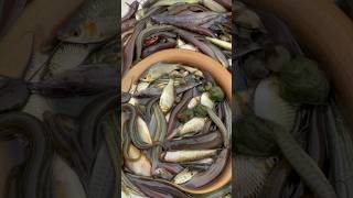 Amazing river fishing video shorts [upl. by Eecyac]