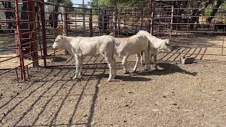 Charolais amp Charolais x Heifer Calves  Lot 542 [upl. by Aierdna]