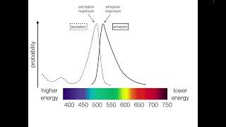 Fluorophore Spectra [upl. by Puff]