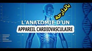 أناتومي بالدارجة جهاز القلب و الشرايين anatomie dappareil cardiovasculaire [upl. by Onitselec266]