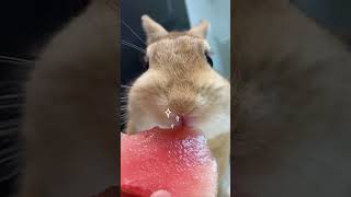 The daily feeding routine of a rabbit breeder 👅Todays snack is watermelon🍉 shorts pets [upl. by Gael421]