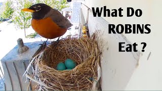 What Do ROBINS Eat  American Robin [upl. by Sekofski]