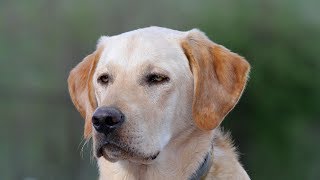 Labrador Retriever Training  Videos never go as planned [upl. by Donica]