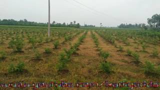 High density of Guava farmingHigh density guava cultivation [upl. by Launame]