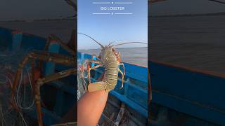 Catching Giant Lobsters 1m views [upl. by Race]