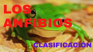 CLASIFICACIÓN DE LOS ANFIBIOS Y SUS CARACTERÍSTICAS [upl. by Horowitz]