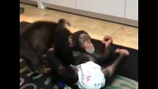 ZWFs baby chimp Limbani is playing with puppy dog [upl. by Eggleston]