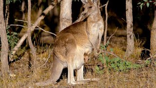 How Marsupials Are Different From Other Mammals 4K [upl. by Nichani]