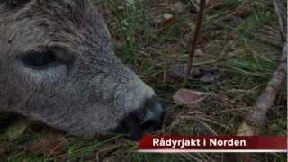 Rådyrjakt i Norden  Roe Deer Hunting by jakt24no [upl. by Delgado741]