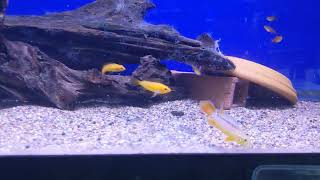 WYSIWYG Apistogramma agassizii quotFire Redquot Trio and Ember Tetras [upl. by Lebna]