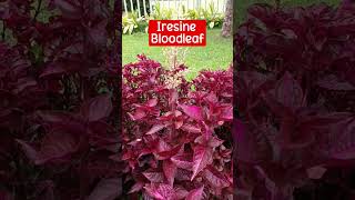 Ornamental Plants ideas  Iresine Bloodleaf [upl. by Latsryk]