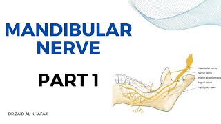 شرح Mandibular Nerve الجزء الاول  محاضرة جامعة بغداد [upl. by Nortal]