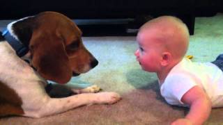 Baby vs Beagle [upl. by Winifield]