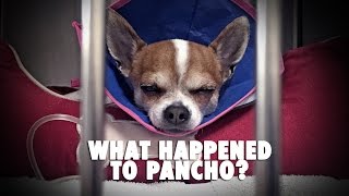 What happened to Pancho [upl. by Tranquada]