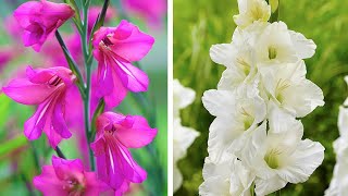 How to Plant Gladioli Summer Garden Guide [upl. by Aniroz]