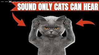 Sound Only Cats Can Hear 🐱🐈 [upl. by Paulette597]