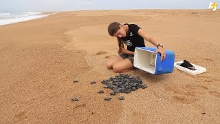 These People Are Saving Endangered Baby Turtles In Brazil [upl. by Enirehtacyram]