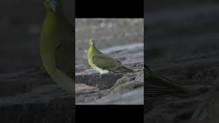 Whitebellied green pigeon came to drink seawater [upl. by Meehaf919]