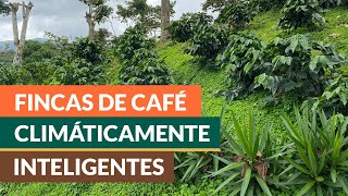 Diseños de plantaciones de café con prácticas climáticamente inteligentes [upl. by Zap]