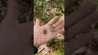 White Oak vs Red Oak  Easy Identification  Deer Food [upl. by Ellennahc]