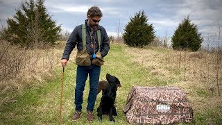 Labrador Retriever Puppy Training  16 Weeks [upl. by Sherlock]