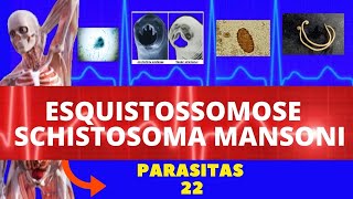 ESQUISTOSSOMOSE  SCHISTOSOMA MANSONI VERMINOSE  PARASITOLOGIA INFECTOLOGIA [upl. by Luaped224]