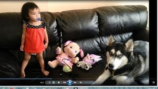 Siberian Husky Dog Is A Great Baby Sitter [upl. by Anail]