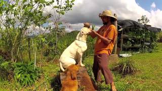 Utuado Roncador  Finca Cabrera Vol2 [upl. by Shlomo]