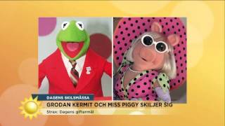 Miss Piggy och Kermit skiljer sig  Nyhetsmorgon TV4 [upl. by Ashla]