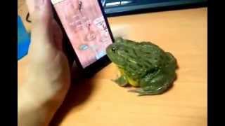 Frog plays Ant Crusher and eat my finger FULL VIDEO IPHONE Frosch grenouille doigt rana dedo Galaxy [upl. by Arrol]