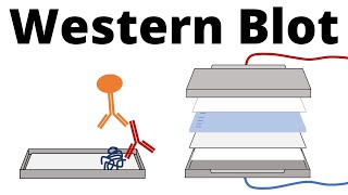 How To Western Blot [upl. by Jablon]