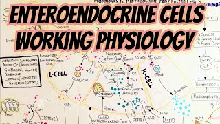 Enteroendocrine Cells Working During FedFasted State umerfarooqbiology7083 [upl. by Hayimas883]