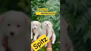 Spitz success pets dog puppy doglover delhi dogs animal toy party cats birds instagram [upl. by Renelle710]