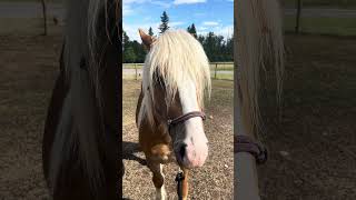 Oakley usually smiles all the time Not today after gelding horses hilarious funnyshorts smile [upl. by Nessim344]