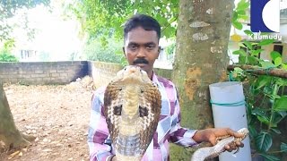 This is Where Vava Suresh Keep his Cobras  SNAKE MASTER EP 174 04082016 [upl. by Nylrehc]