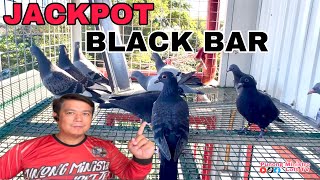 EP527  BLACK BAR NA AFRICAN BLACK EAGLE GANDA NG BAGUNG HARVEST [upl. by Introk]