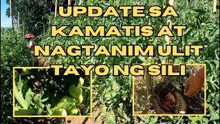 UPDATE SA KAMATIS AT NAGTANIM ULIT TAYO NG SILI [upl. by Ariaj13]