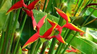 Heliconia Psittacorum Flower Like Parrot Abw 02 [upl. by Ikaz587]