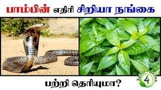 பாம்பின் எதிரி சிறியா நங்கை பற்றி தெரியுமா nilavempu [upl. by Aynatahs542]