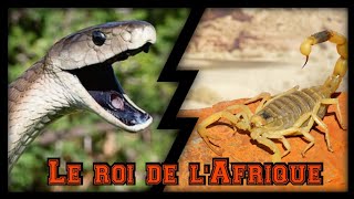 Mamba noir Vs Scorpion  Qui est le roi des animaux venimeux en Afrique [upl. by Rosner]