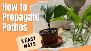 How to Propagate Pothos 3 easy ways  MOODY BLOOMS [upl. by Lanaj874]