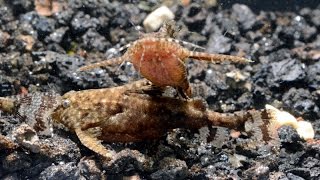 Asian Stone Catfish Hara jerdoni Species Spotlight [upl. by Cobbie]