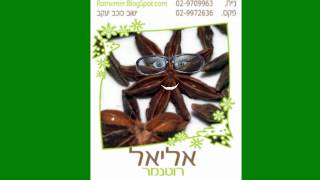 צמח מרפא כמנון האניס pimpinella anisum [upl. by Milli]